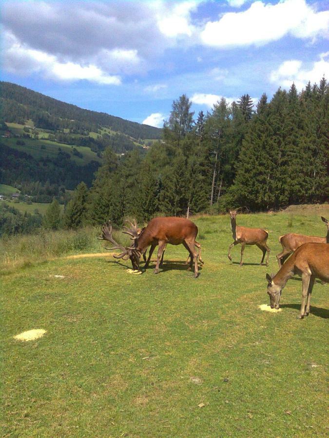 Pension - Bauernhof Sankt Lorenzen ob Murau Exteriér fotografie